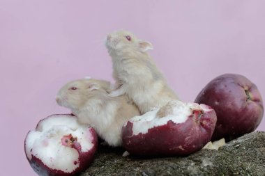 Bir çift Campbell cüce hamsterı bir demet pembe Malezya elmasını yiyorlar ve yosunla kaplanmış olarak yere düşüyorlar. Bu kemirgenin bilimsel adı Phodopus kampbelli..