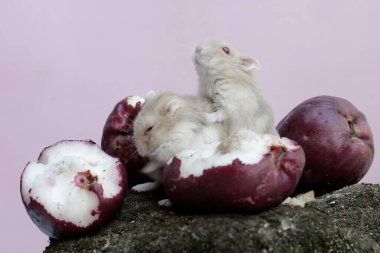 Bir çift Campbell cüce hamsterı bir demet pembe Malezya elmasını yiyorlar ve yosunla kaplanmış olarak yere düşüyorlar. Bu kemirgenin bilimsel adı Phodopus kampbelli..