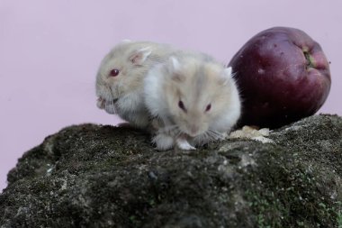 Bir çift Campbell cüce hamsterı bir demet pembe Malezya elmasını yiyorlar ve yosunla kaplanmış olarak yere düşüyorlar. Bu kemirgenin bilimsel adı Phodopus kampbelli..