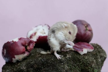 Bir Campbell cüce hamsterı pembe bir Malay elmasını yiyor ve toprağa yosun döküyor. Bu kemirgenin bilimsel adı Phodopus kampbelli..