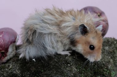 Bir erkek Suriyeli hamster yere düşen pembe bir Malay elmasını yiyor. Bu kemirgenin bilimsel adı Mesocricetus auratus..