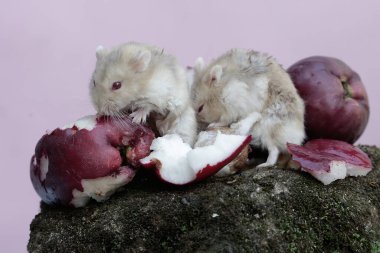 Bir çift Campbell cüce hamsterı bir demet pembe Malezya elmasını yiyorlar ve yosunla kaplanmış olarak yere düşüyorlar. Bu kemirgenin bilimsel adı Phodopus kampbelli..