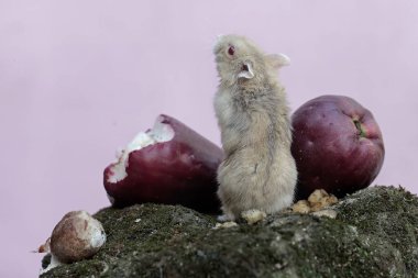 Bir Campbell cüce hamsterı pembe bir Malay elmasını yiyor ve toprağa yosun döküyor. Bu kemirgenin bilimsel adı Phodopus kampbelli..