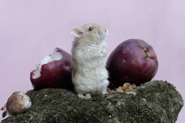 Bir Campbell cüce hamsterı pembe bir Malay elmasını yiyor ve toprağa yosun döküyor. Bu kemirgenin bilimsel adı Phodopus kampbelli..