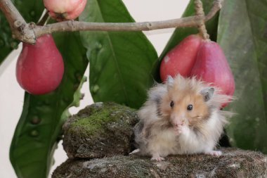 Bir erkek Suriyeli hamster yere düşen pembe bir Malay elmasını yiyor. Bu kemirgenin bilimsel adı Mesocricetus auratus..