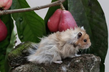 Bir erkek Suriyeli hamster yere düşen pembe bir Malay elmasını yiyor. Bu kemirgenin bilimsel adı Mesocricetus auratus..