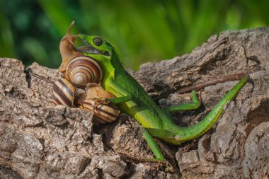 Çalılıklarda avını arayan bir Sumatra kan emici kertenkele. Sumatra Adası, Endonezya 'dan sürüngenlerin bilimsel adı Bronchocela hayeki' dir.. 