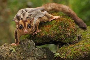 Bir anne şeker planörü iki bebeğini tutarken yiyecek arar.. 