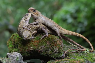 Üç oryantal bahçe kertenkelesi yosun kaplı bir kayanın üzerinde güneşleniyor. Bu sürüngenin bilimsel adı Calotes versicolor. 
