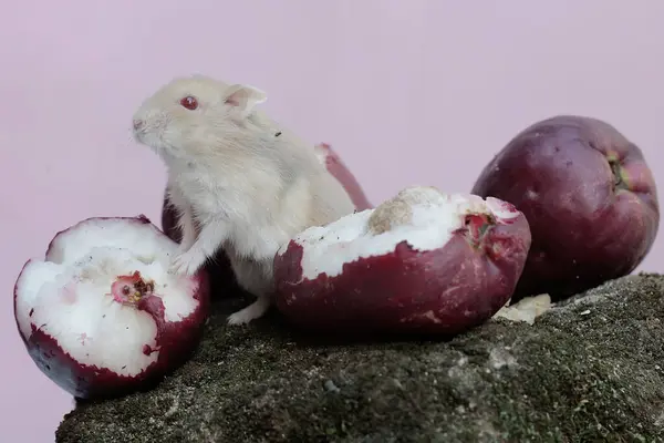 Bir Campbell cüce hamsterı pembe bir Malay elmasını yiyor ve toprağa yosun döküyor. Bu kemirgenin bilimsel adı Phodopus kampbelli..