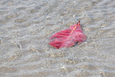 Denize sürüklenen ve sular çekildiğinde kumlara sürüklenen bir yaprak..