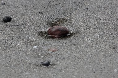 Deniz kenarındaki küçük bir yumrunun güzelliği deniz suyu çekildiğinde.