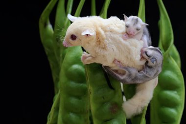 Bir anne şeker planörü, iki bebeğini tutarken bükülmüş bir fasulyede yiyecek arıyor. Bu keseli memelinin bilimsel adı Petaurus Breviceps..