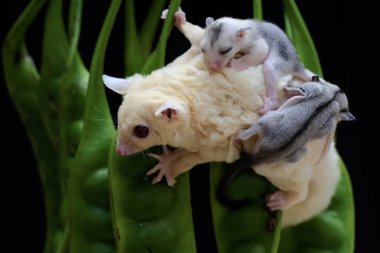 Bir anne şeker planörü, iki bebeğini tutarken bükülmüş bir fasulyede yiyecek arıyor. Bu keseli memelinin bilimsel adı Petaurus Breviceps..