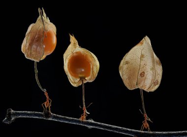 Concept photo of three weaver ants lifting wild plant fruit. This bright red ant has the scientific name Oecophylla smaradigna.