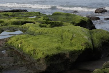 Sahildeki kayalıklarda yetişen yeşil yosunlar..