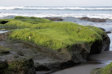 Sahildeki kayalıklarda yetişen yeşil yosunlar..