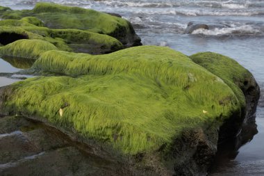Sahildeki kayalıklarda yetişen yeşil yosunlar..