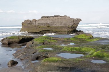 Sahildeki kayalıklarda yetişen yeşil yosunlar..