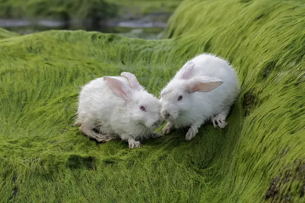 Par Conejos Está Comiendo Algas Verdes Que Crecen Las Rocas —  Fotos de Stock