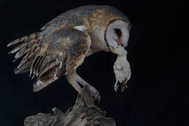 Sıradan bir baykuş yumurtadan yeni çıkmış bir yavruyu yiyor. Bu etobur kuşun bilimsel adı Tyto Alba..