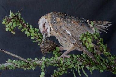 Sıradan bir baykuş bir serçeyi yiyor. Bu etobur kuşun bilimsel adı Tyto Alba..