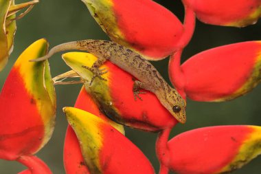 Javan burnu bükülmüş bir kertenkele yabani bir muz çiçeğinin tadını çıkarıyor. Bu sürüngenin bilimsel adı Cyrtodactylus marmoratus..