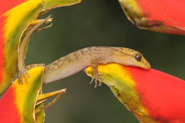 Javan burnu bükülmüş bir kertenkele yabani bir muz çiçeğinin tadını çıkarıyor. Bu sürüngenin bilimsel adı Cyrtodactylus marmoratus..