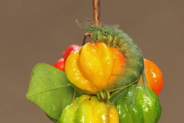 Sıradan bir baronun kiraz yiyen tırtılı. Dokunulduğunda deriyi kaşındıran böceğin bilimsel adı Euthalia akonthea 'dır..