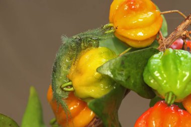 Sıradan bir baronun kiraz yiyen tırtılı. Dokunulduğunda deriyi kaşındıran böceğin bilimsel adı Euthalia akonthea 'dır..
