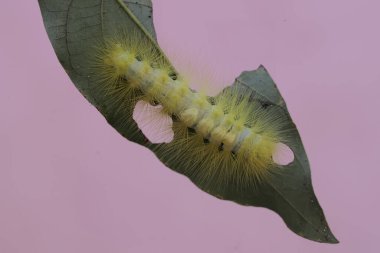 Parlak sarı bir tırtıl kır çiçeğini yiyor..