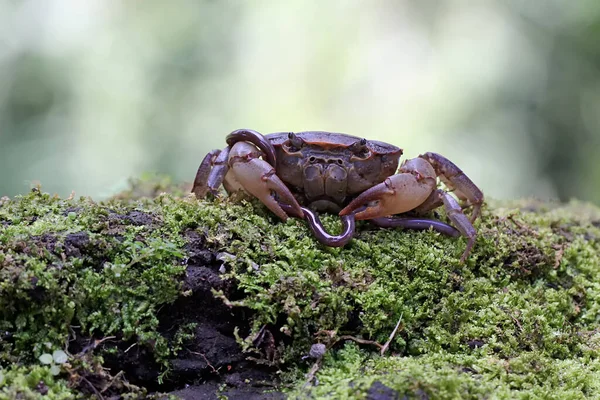 A field crab is preying on an earthworm by the river. This animal has the scientific name Parathelphusa convexa.