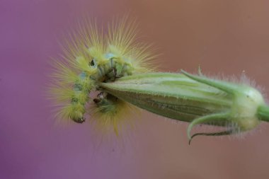 Parlak sarı bir tırtıl kır çiçeğini yiyor..