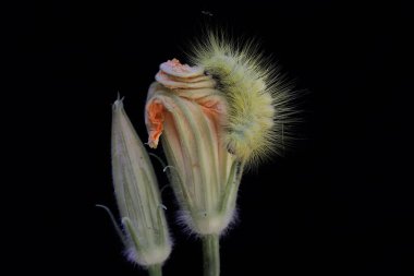 Parlak sarı bir tırtıl kır çiçeğini yiyor..