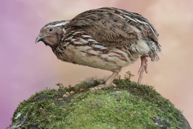A brown quail is foraging on a rock overgrown with moss. This grain-eating bird has the scientific name Coturnix coturnix.