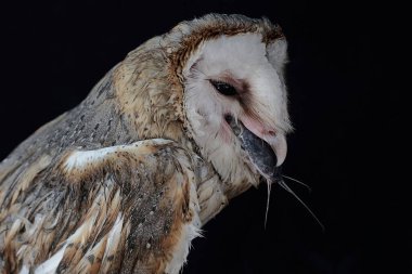 Sıradan bir baykuş yayın balığı yiyor. Bu etobur kuşun bilimsel adı Tyto Alba..