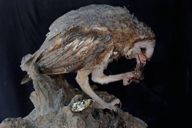 Sıradan bir ahır baykuşu yumurtadan çıkmaya hazır kuş yumurtalarını avlıyor. Bu etobur kuşun bilimsel adı Tyto Alba..