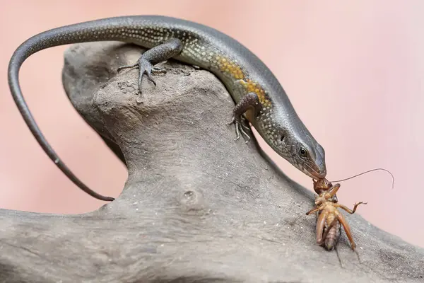 stock image A common sun skink is eating a cricket. This reptile has the scientific name Mabouya multifasciata.