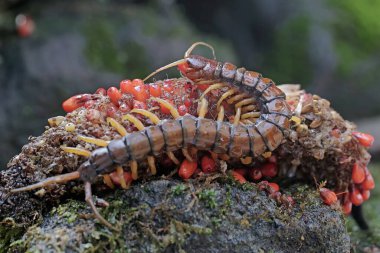 Bir kırkayak, bir anturyum meyvesinin içinde avını arıyor. Bu çoklu bacaklı hayvanın bilimsel adı Scolopendra Morsitans..