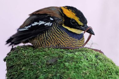 Erkek bir Javan grubunda pitta bir solucanı yer. Bu güzel renkli kuşun bilimsel adı Pitta guajana..