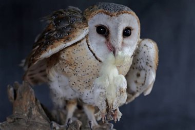 Sıradan bir baykuş yumurtadan yeni çıkmış bir yavruyu yiyor. Bu etobur kuşun bilimsel adı Tyto Alba..