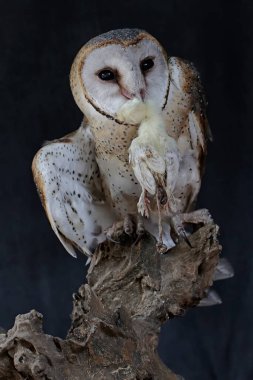 Sıradan bir baykuş yumurtadan yeni çıkmış bir yavruyu yiyor. Bu etobur kuşun bilimsel adı Tyto Alba..