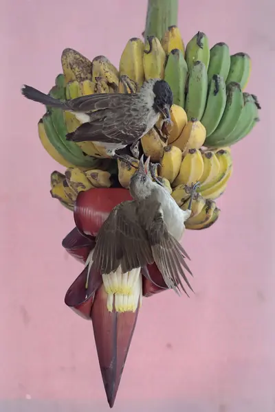 Sarı Delikli Bulbul Yere Düşmüş Bir Muzu Yiyorlar Kuşun Bilimsel — Stok fotoğraf