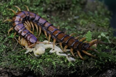 Bir kırkayak beyaz bebeklerine bakıyor. Bu çoklu bacaklı hayvanın bilimsel adı Scolopendra Morsitans..