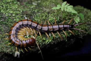 Bir kırkayak beyaz bebeklerine bakıyor. Bu çoklu bacaklı hayvanın bilimsel adı Scolopendra Morsitans..