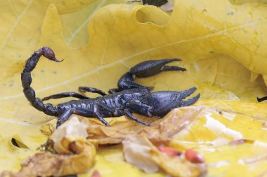 Asyalı bir orman akrebi bir çalılıkta av arıyor. Bu iğneleyici hayvanın bilimsel adı Heterometrus spinifer.