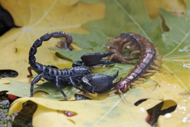 Bir Asya orman akrebi kuru yapraklar yığınında bir kırkayağı (Scolopendra morsitanları) avlamaya hazırdır. Bu iğneleyici hayvanın bilimsel adı Heterometrus spinifer.