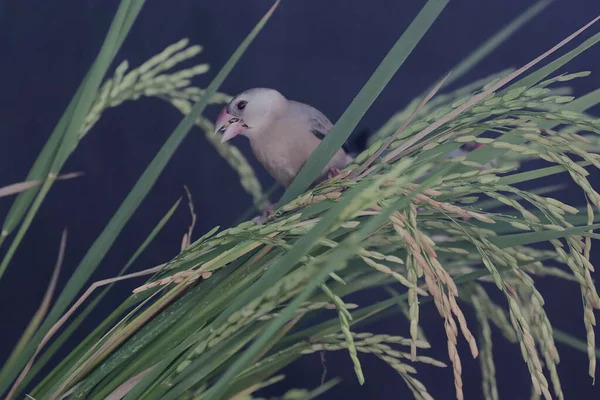 Young Java Sparrow Eating Rice Seeds Beautiful Feathered Bird Has — Stock Photo, Image