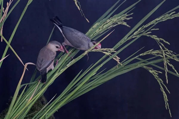 Two Young Java Sparrow Eating Rice Seeds Beautiful Feathered Bird — Stock Photo, Image
