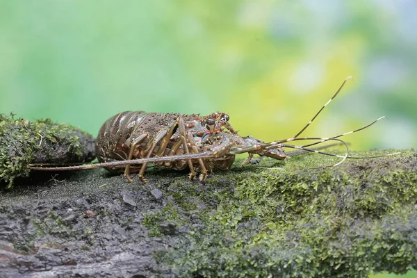 Stock image The beauty of the appearance of a sea crayfish commonly consumed by humans. This marine animal has the scientific name Panulirus spp.